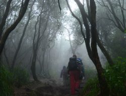 Pergi Ke Kebun, Petani Asal Maba Selatan Dilaporkan Hilang