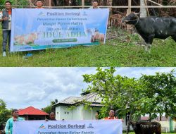 Wujud Kepedulian Lingkar Tambang, PT Position Salurkan Sapi Kurban ke Desa Binaan dan Masjid di Kota Maba Jelang Idul Adha 1447H